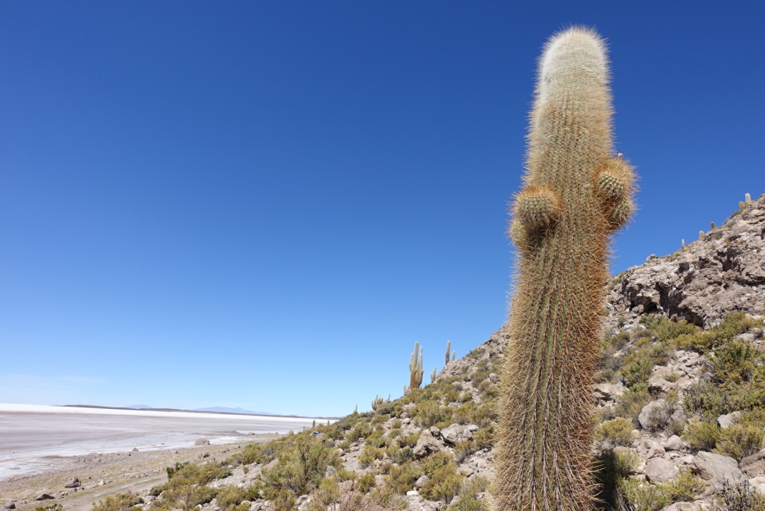 Cactus milenaire salar coipasa
