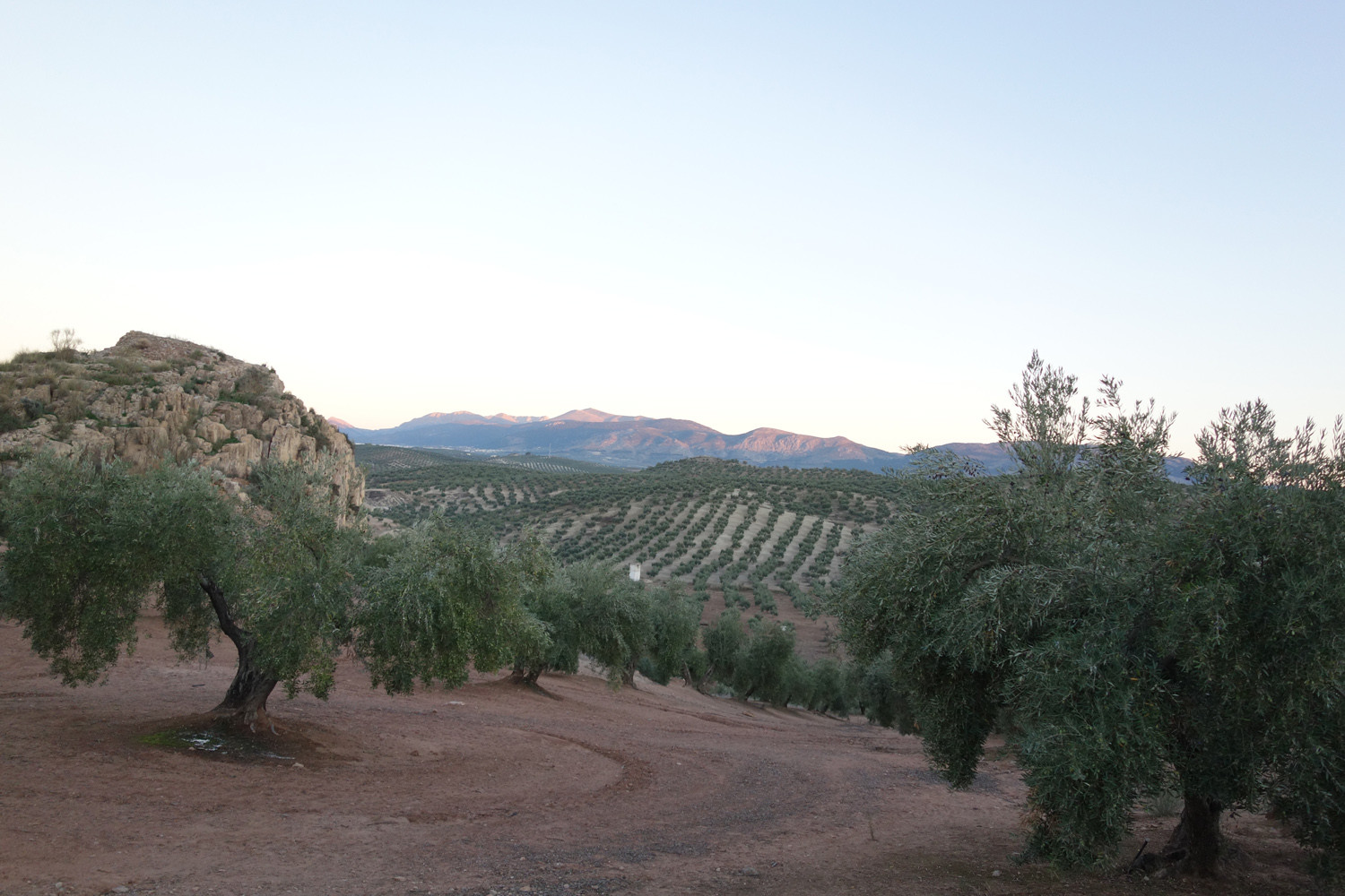 Jaen plantation d'olivier à perte de vue