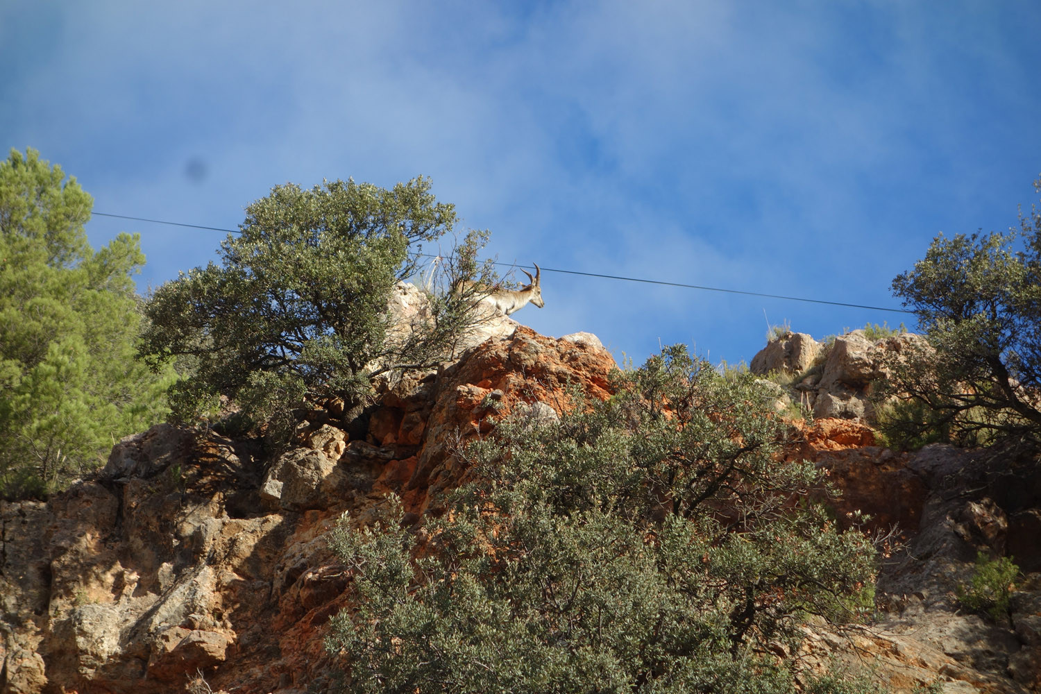 Biches sierra de l'alcazar